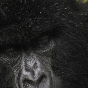 Mt. Gorilla Rwanda IMG_8110