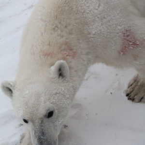 Arctic Polar Bears IMG_8824