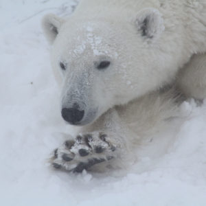Arctic Polar Bears IMG_9605