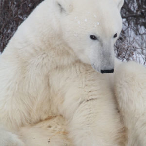 Arctic Polar Bears IMG_9786