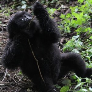 Mt. Gorilla Rwanda-15.jpg