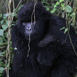 Mt. Gorilla Rwanda-16.jpg