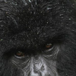 Mt. Gorilla Rwanda-18.jpg