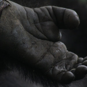 Mt. Gorilla Rwanda-19.jpg