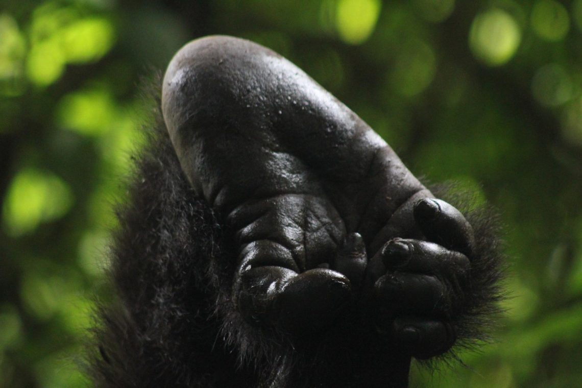 Rwanda-21.jpg