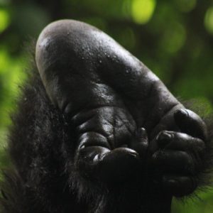 Mt. Gorilla Rwanda-21.jpg