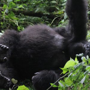 Mt. Gorilla Rwanda-22.jpg