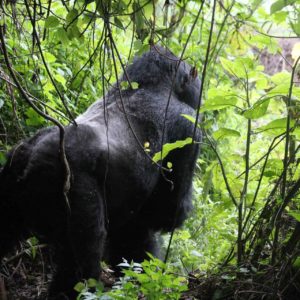 Mt. Gorilla Rwanda-26.jpg