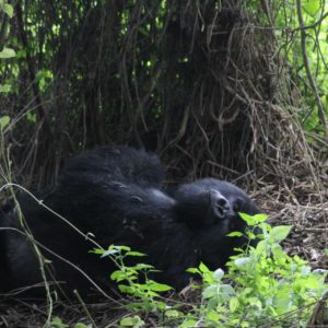 Mt. Gorilla Rwanda-28.jpg