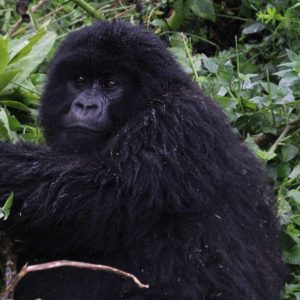 Mt. Gorilla Rwanda-30.jpg