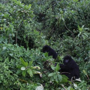 Mt. Gorilla Rwanda-31.jpg