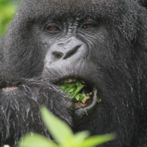 Mt. Gorilla Rwanda-4.jpg