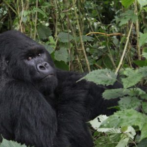 Mt. Gorilla Rwanda-40.jpg