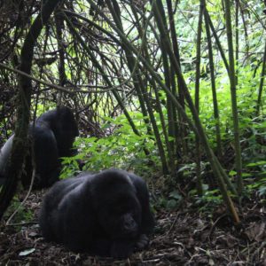 Mt. Gorilla Rwanda-42.jpg