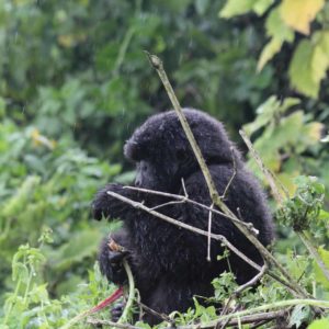 Mt. Gorilla Rwanda-5.jpg