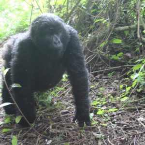 Mt. Gorilla Rwanda-7.jpg