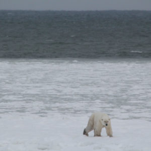 Arctic Polar Bears jpeg.1