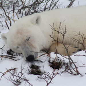 Arctic Polar Bears jpeg.10