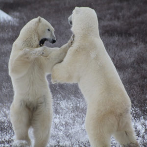 Arctic Polar Bears jpeg.14