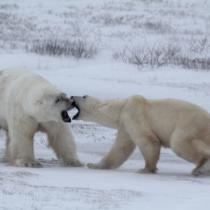 Arctic Polar Bears jpeg.15