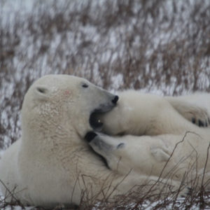 Arctic Polar Bears jpeg.16