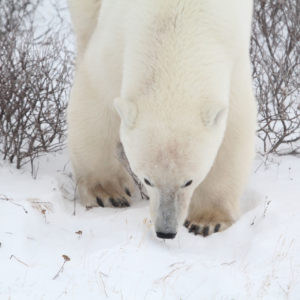 Arctic Polar Bears jpeg.19