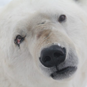 Arctic Polar Bears jpeg.22