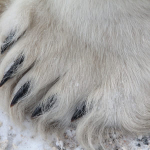 Arctic Polar Bears jpeg.23