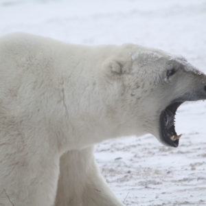 Arctic Polar Bears jpeg.24