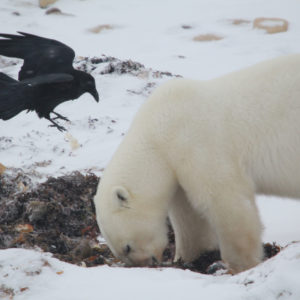 Arctic Polar Bears jpeg.26