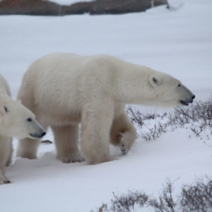 Arctic Polar Bears jpeg.35