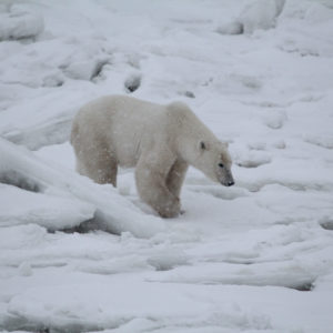 Arctic Polar Bears jpeg.39