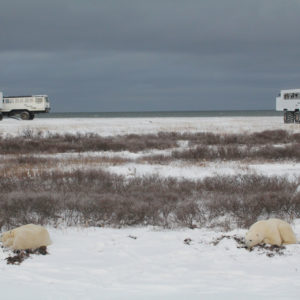 Arctic Polar Bears jpeg.7