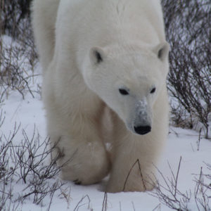Arctic Polar Bears jpeg.9