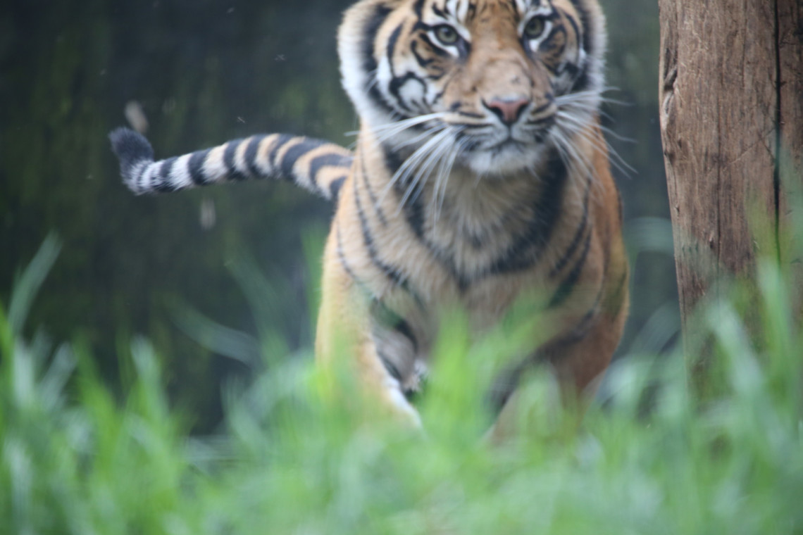 Tigers-4-28-2014-022