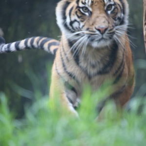 Sumatra Tigers- 22