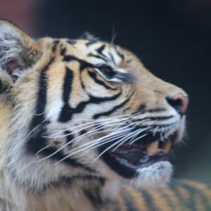 Sumatra Tigers- 39