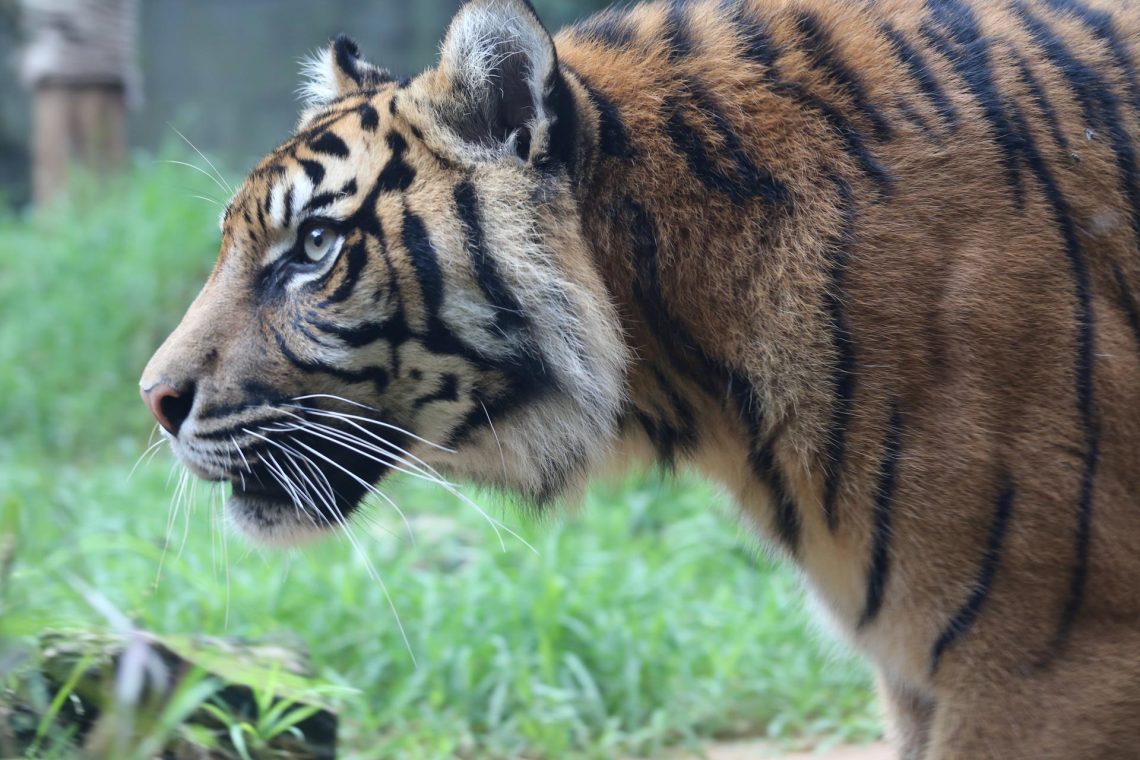 Tigers-4-28-2014-058