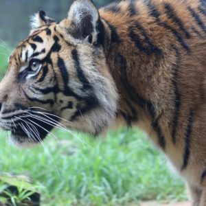 Sumatra Tigers- 58