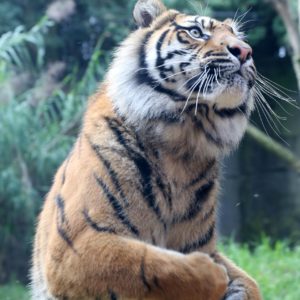 Sumatra Tigers- 125