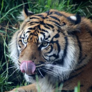 Sumatra Tigers- 152