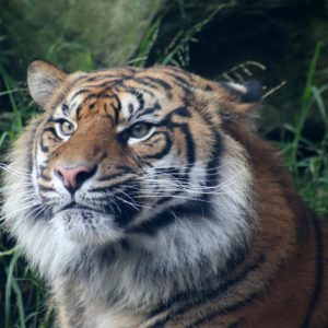 Sumatra Tigers- 172