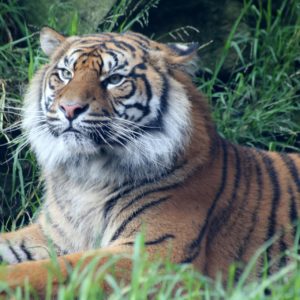 Sumatra Tigers- 192