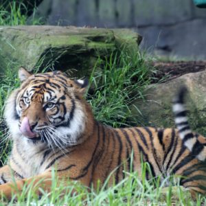 Sumatra Tigers- 200