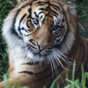 Sumatra Tigers- 221
