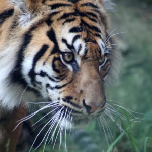 Sumatra Tigers- 222