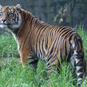 Sumatra Tigers- 230