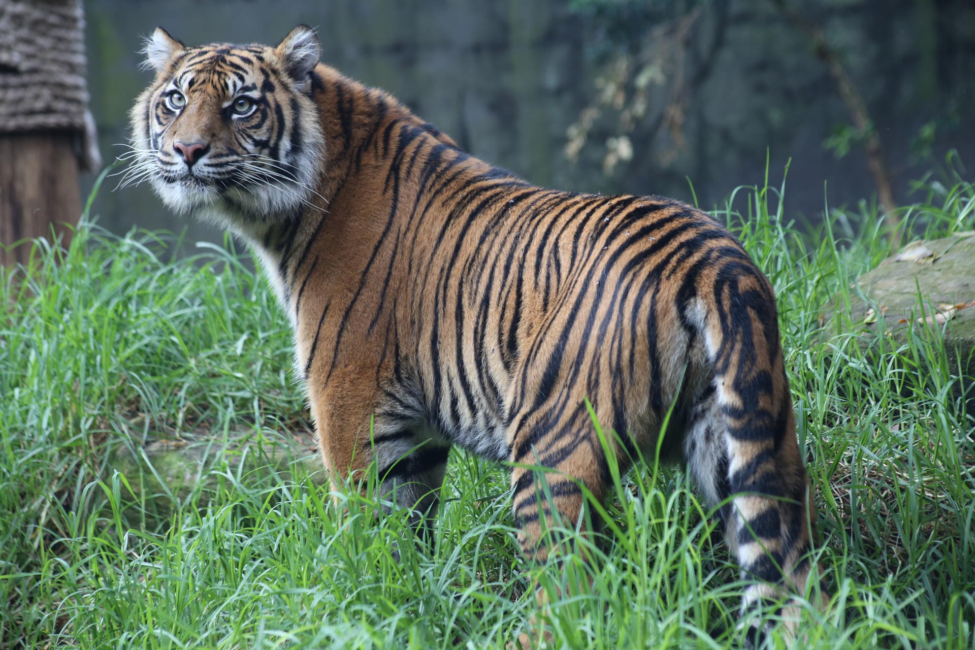 Suzanne Vlamis Sumatra Tigers- 230 - Suzanne Vlamis
