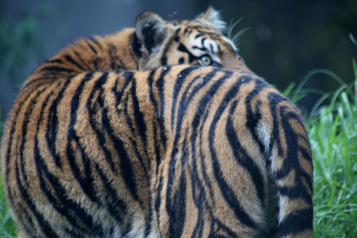 Tigers-4-28-2014-248