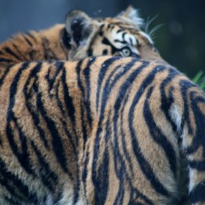 Sumatra Tigers